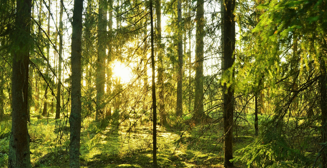 Kevätvaellus