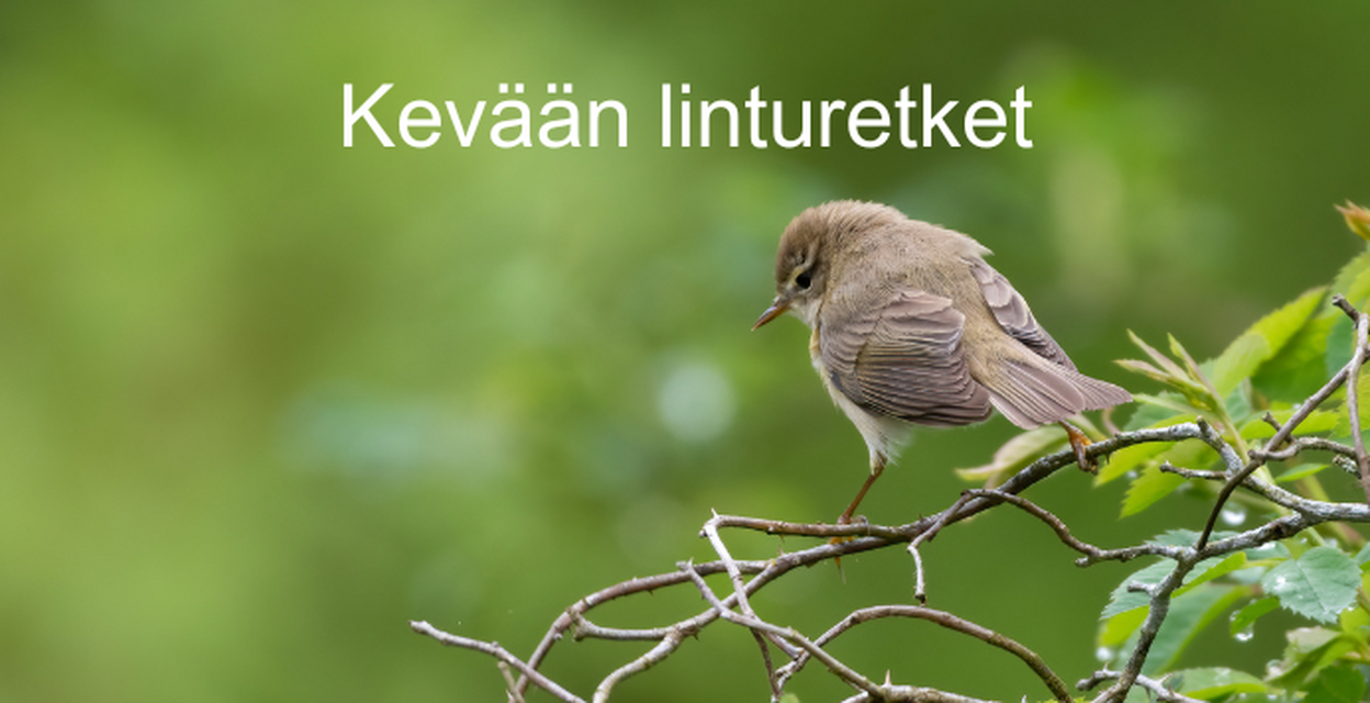 Pöllöretki yökyöpeleille