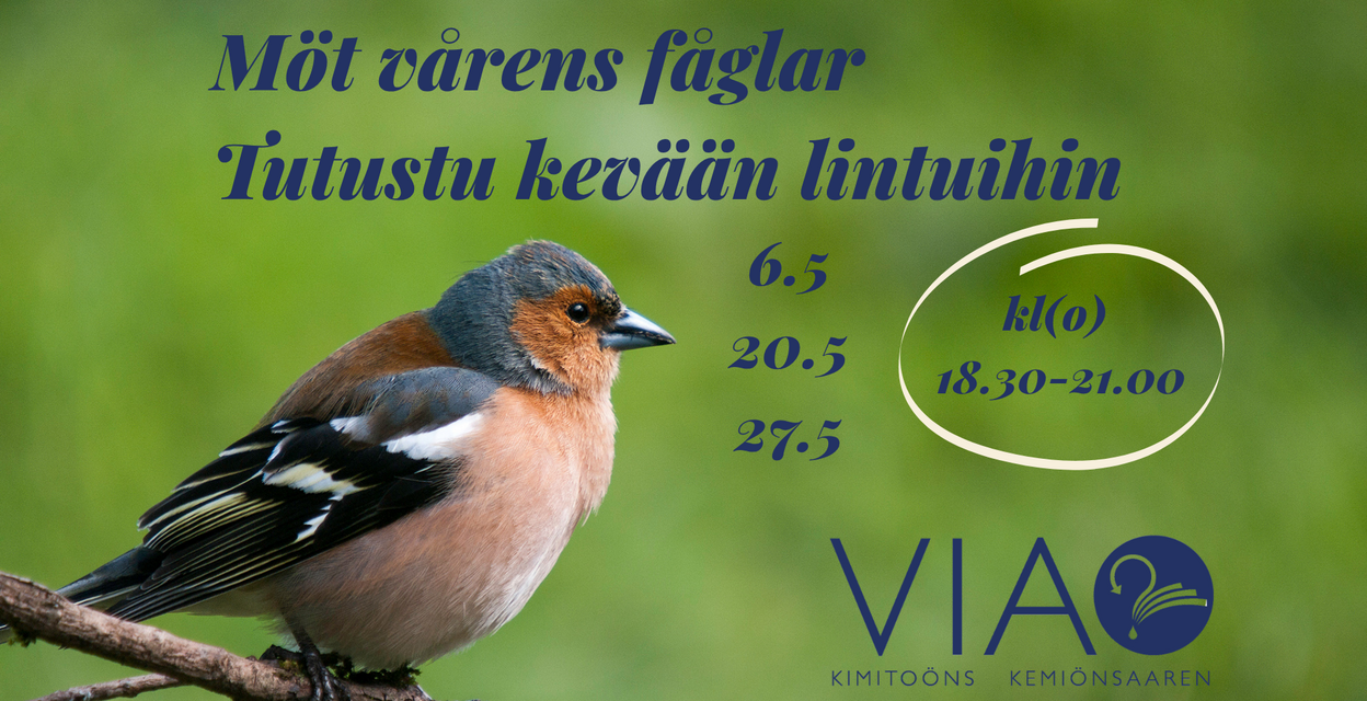 Möt vårens fåglar, 3 kvällar i maj